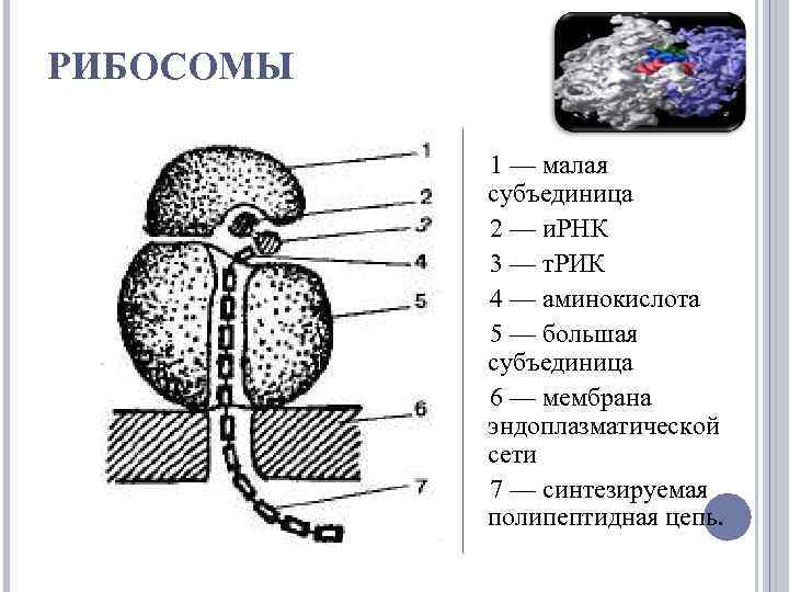 РИБОСОМЫ 1 — малая субъединица 2 — и. РНК 3 — т. РИК 4