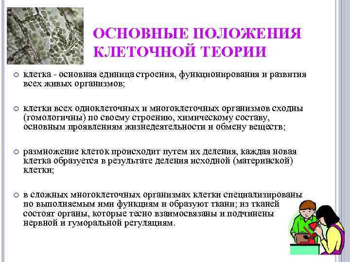 ОСНОВНЫЕ ПОЛОЖЕНИЯ КЛЕТОЧНОЙ ТЕОРИИ клетка - основная единица строения, функционирования и развития всех живых