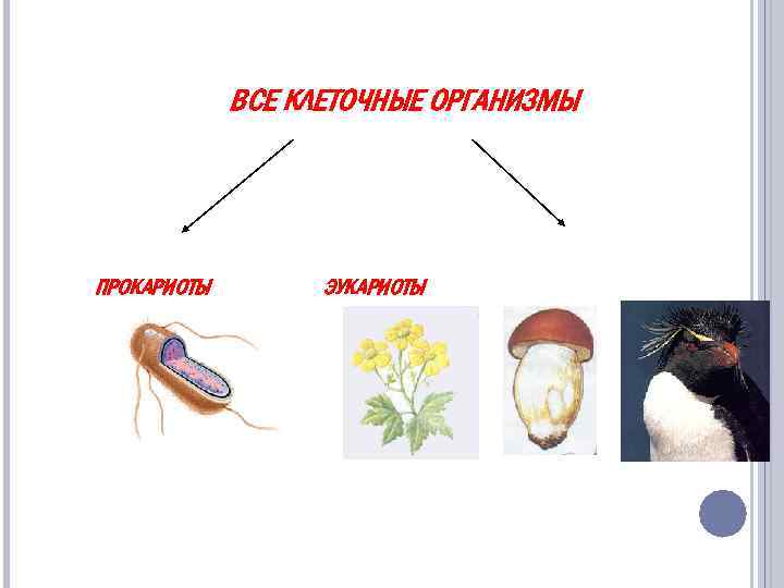 ВСЕ КЛЕТОЧНЫЕ ОРГАНИЗМЫ ПРОКАРИОТЫ ЭУКАРИОТЫ 