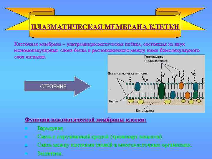 ПЛАЗМАТИЧЕСКАЯ МЕМБРАНА КЛЕТКИ Клеточная мембрана – ультрамикроскопическая плёнка, состоящая из двух мономолекулярных слоев белка
