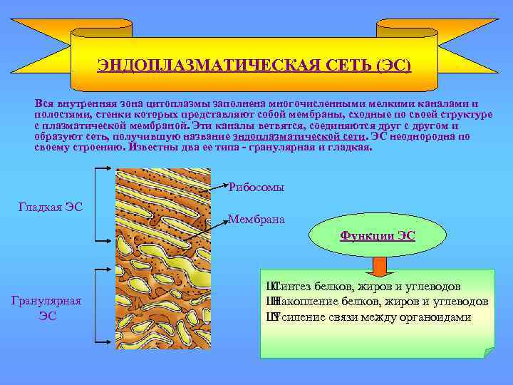 ЭНДОПЛАЗМАТИЧЕСКАЯ СЕТЬ (ЭС) Вся внутренняя зона цитоплазмы заполнена многочисленными мелкими каналами и полостями, стенки