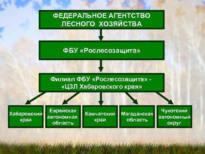 Федеральный проект сохранение лесов презентация