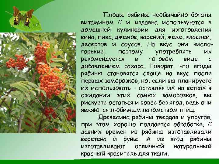 Плоды рябины необычайно богаты витамином С и издавна используются в домашней кулинарии для изготовления