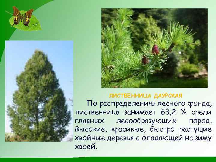 ЛИСТВЕННИЦА ДАУРСКАЯ По распределению лесного фонда, лиственница занимает 63, 2 % среди главных лесообразующих