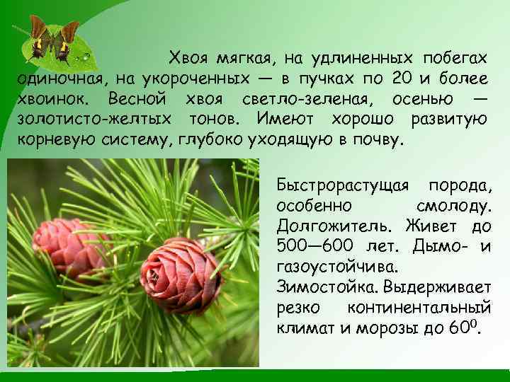 Хвоя мягкая, на удлиненных побегах одиночная, на укороченных — в пучках по 20 и