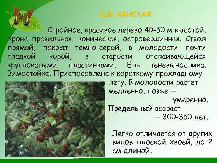 ЕЛЬ АЯНСКАЯ Стройное, красивое дерево 40 -50 м высотой. Крона правильная, коническая, островершинная. Ствол