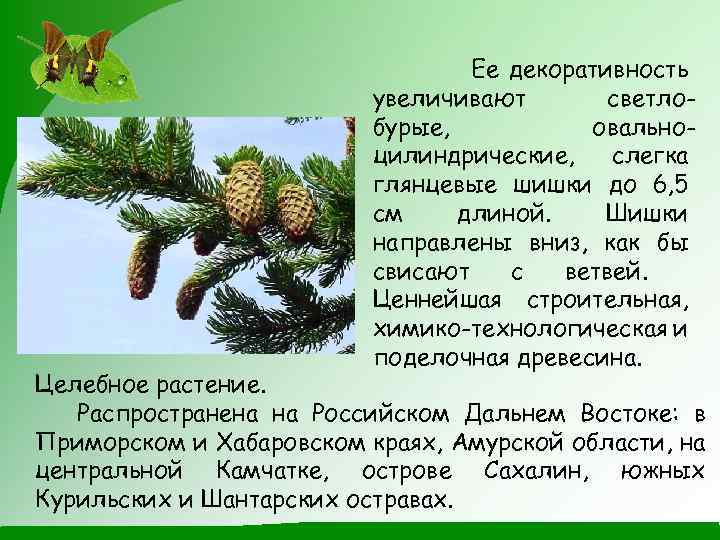 Ее декоративность увеличивают светлобурые, овальноцилиндрические, слегка глянцевые шишки до 6, 5 см длиной. Шишки
