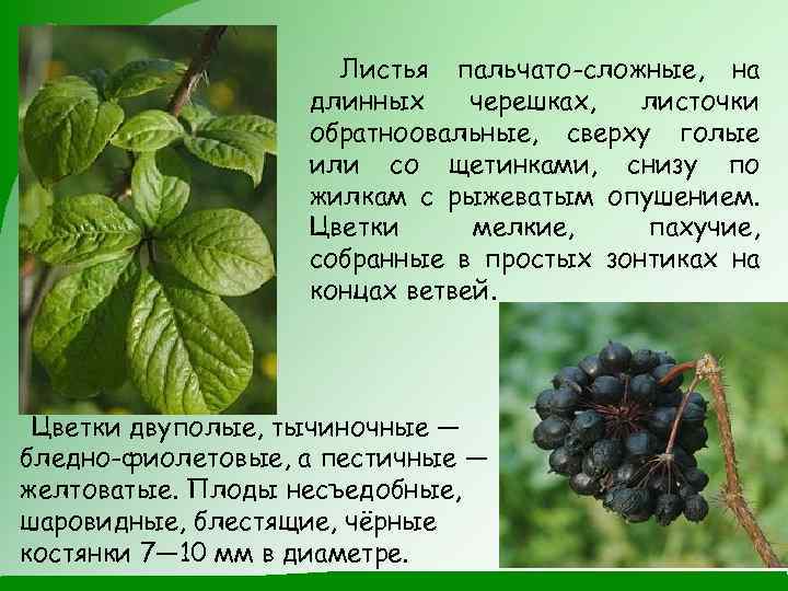 Листья пальчато-сложные, на длинных черешках, листочки обратноовальные, сверху голые или со щетинками, снизу по