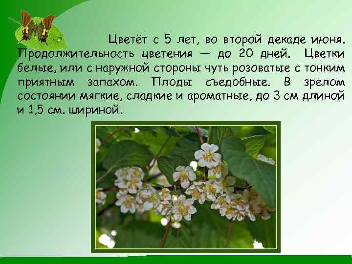 Цветёт с 5 лет, во второй декаде июня. Продолжительность цветения — до 20 дней.