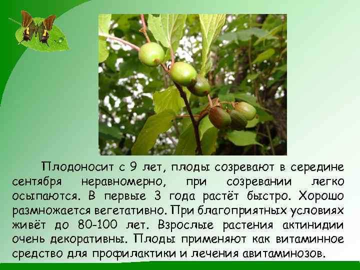 Плодоносит с 9 лет, плоды созревают в середине сентября неравномерно, при созревании легко осыпаются.