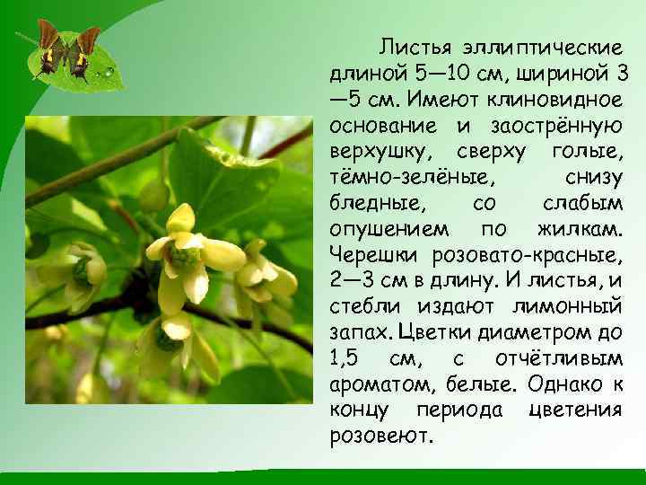 Листья эллиптические длиной 5— 10 см, шириной 3 — 5 см. Имеют клиновидное основание