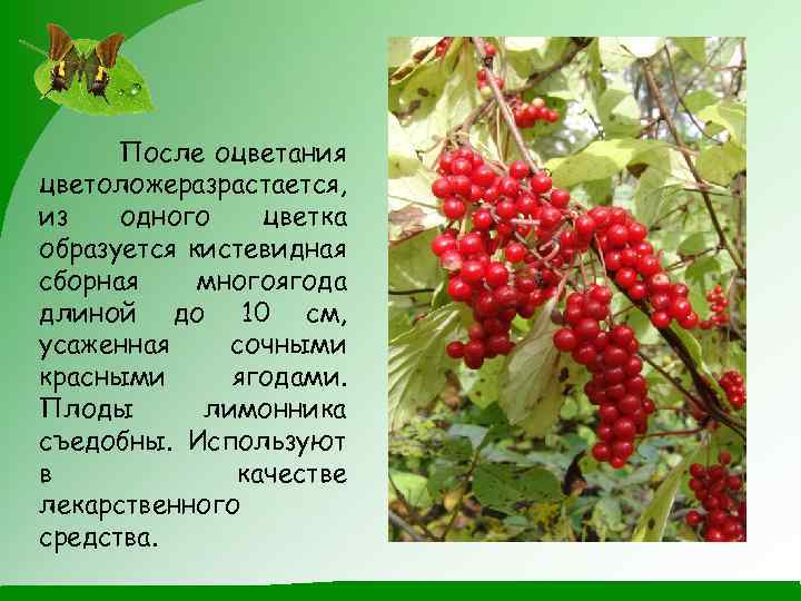 После оцветания цветоложеразрастается, из одного цветка образуется кистевидная сборная многоягода длиной до 10 см,