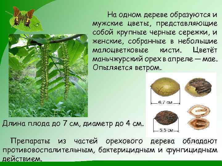 На одном дереве образуются и мужские цветы, представляющие собой крупные черные сережки, и женские,