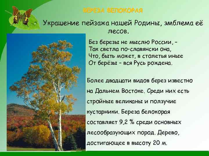 БЕРЕЗА БЕЛОКОРАЯ Украшение пейзажа нашей Родины, эмблема её лесов. Без березы не мыслю России,