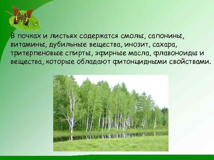 В почках и листьях содержатся смолы, сапонины, витамины, дубильные вещества, инозит, сахара, тритерпеновые спирты,