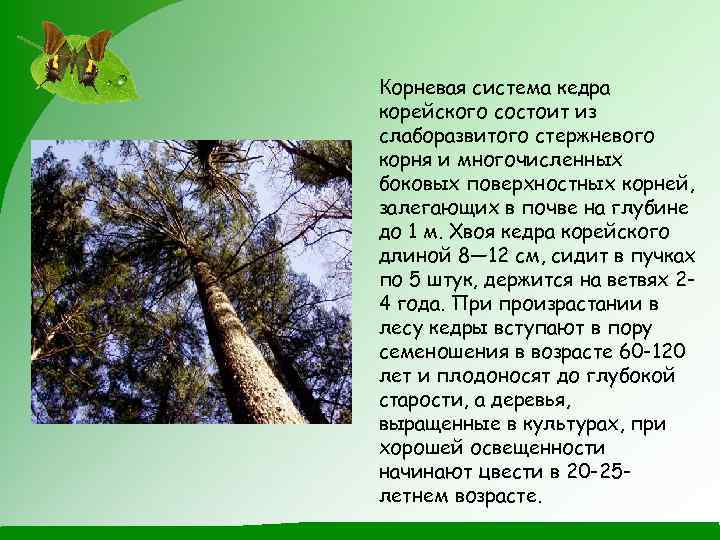 Корневая система кедра корейского состоит из слаборазвитого стержневого корня и многочисленных боковых поверхностных корней,