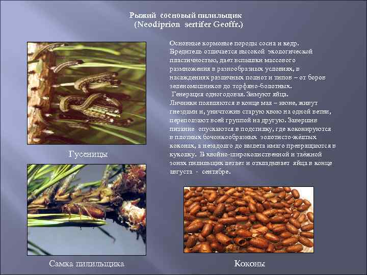 Рыжий сосновый пилильщик (Neodiprion sertifer Geoffr. ) Гусеницы Самка пилильщика Основные кормовые породы сосна