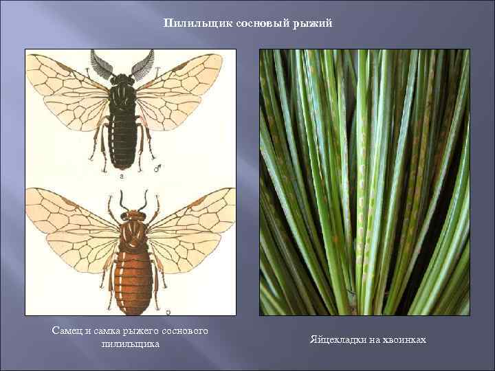 Рыжий Сосновый пилильщик Имаго