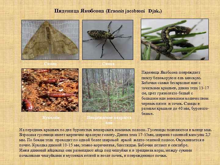 Пяденица Якобсона (Erannis jacobsoni Djak. ) Гусеница Самец Куколки Самка Повреждение подроста ели Пяденица