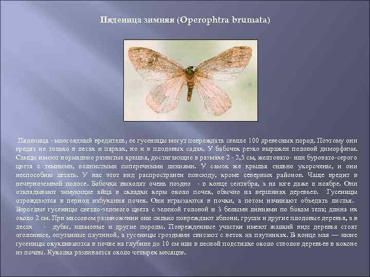 Пяденица зимняя (Operophtra brumata) Пяденица - многоядный вредитель, ее гусеницы могут повреждать свыше 100