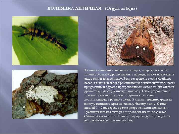 ВОЛНЯНКА АНТИЧНАЯ (Orgyia antiqua) Античная волнянка очень многоядна, повреждает дубы, тополи, березы и др.