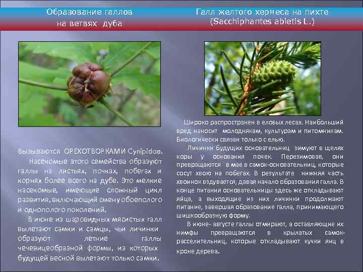 Образование галлов на ветвях дуба Вызываются ОРЕХОТВОРКАМИ Cynipidae. Насекомые этого семейства образуют галлы на