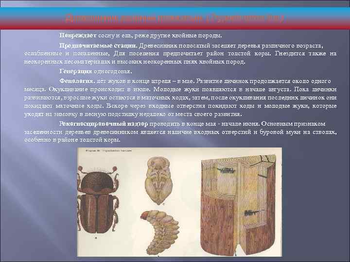 Древесинник хвойный полосатый (Trypodendron line) Повреждает сосну и ель, реже другие хвойные породы. Предпочитаемые