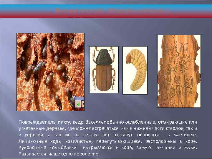 Полиграф пушистый (Poligraphus poliphrafus) Повреждает ель, пихту, кедр. Заселяет обычно ослабленные, отмирающие или угнетенные