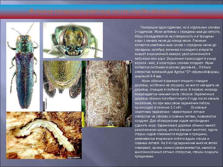 Ясеневая изумрудная узкотелая златка (Agrilus planipennis) Генерация одногодичная, но в отдельных случаях 2 -годичная.