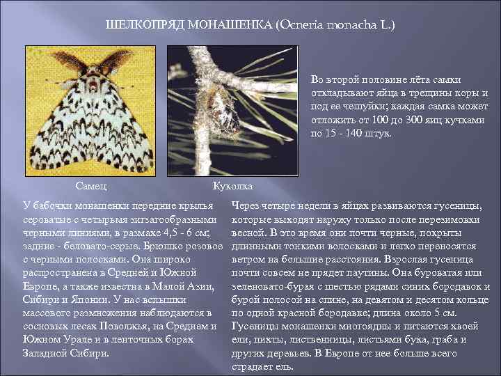 ШЕЛКОПРЯД МОНАШЕНКА (Ocneria monacha L. ) Во второй половине лёта самки откладывают яйца в