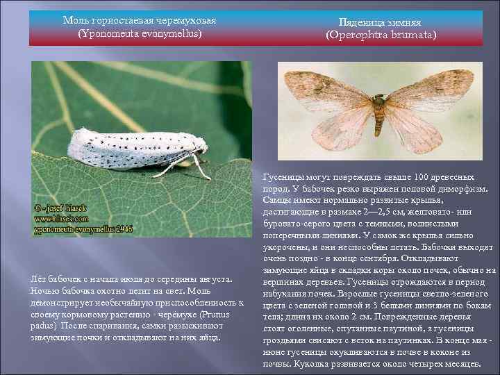 Моль горностаевая черемуховая (Yponomeuta evonymellus) Лёт бабочек с начала июля до середины августа. Ночью