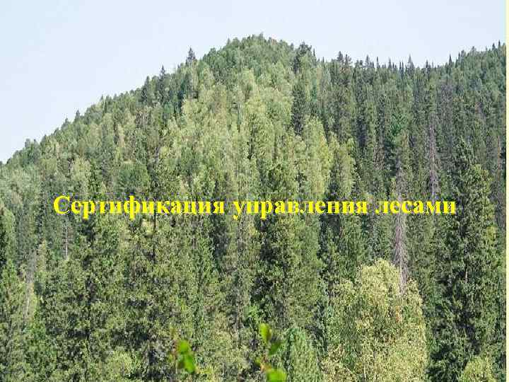 Сертификация управления лесами 
