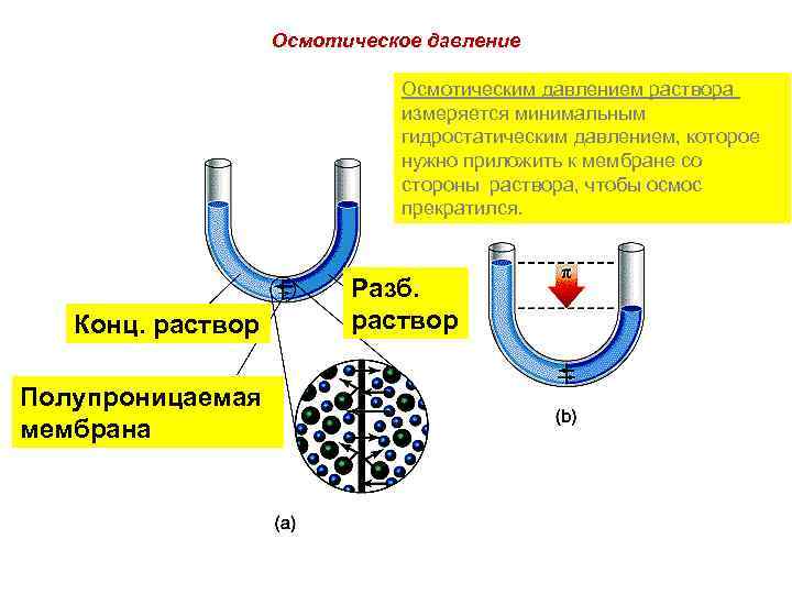  Oсмотическое давление Осмотическим давлением раствора измеряется минимальным гидростатическим давлением, которое нужно приложить к