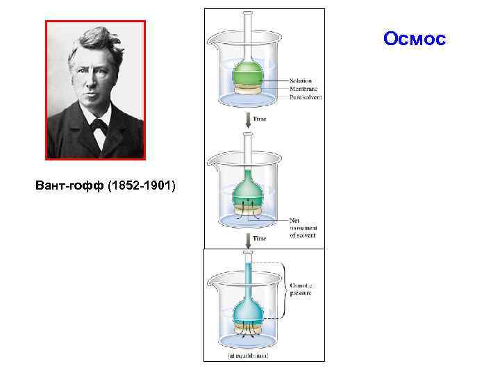  Осмос Вант-гофф (1852 -1901) 