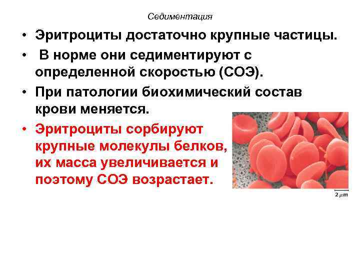  Седиментация • Эритроциты достаточно крупные частицы. • В норме они седиментируют с определенной