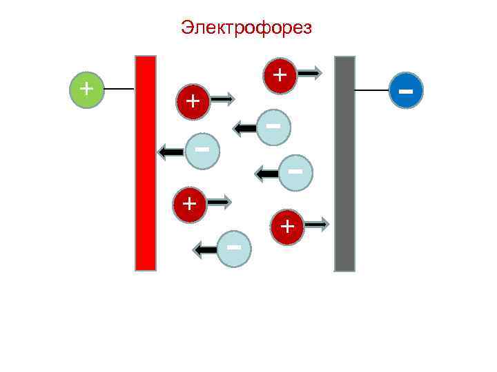  Электрофорез + + - - + - + 