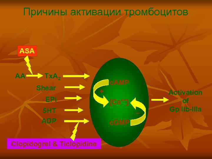 Причины активации тромбоцитов ASA AA Tx. A 2 Shear EPI 5 HT ADP Clopidogrel