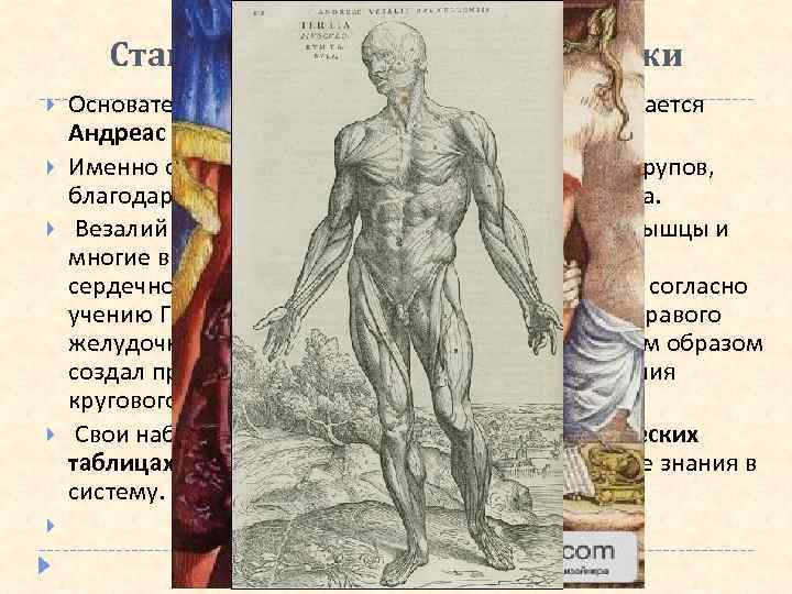 Становление анатомии как науки Основателем европейской анатомии по праву считается Андреас Везалий ( 1514—