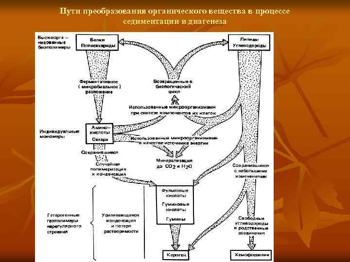 Пути преобразования органического вещества в процессе седиментации и диагенеза 