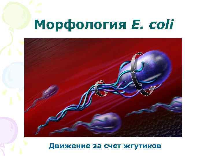 Морфология E. coli Движение за счет жгутиков 