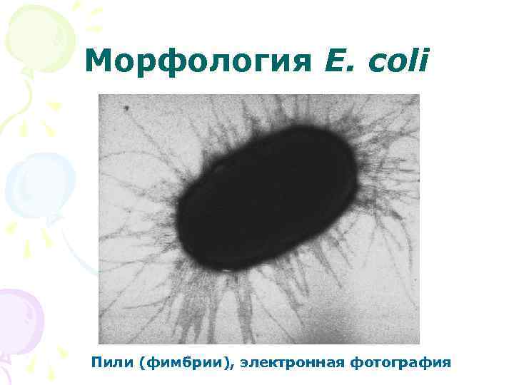 Морфология E. coli Пили (фимбрии), электронная фотография 