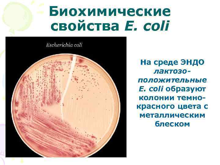 Биохимические свойства E. coli На среде ЭНДО лактозоположительные E. coli образуют колонии темнокрасного цвета