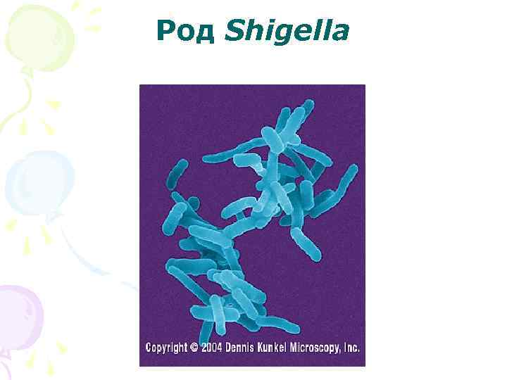 Род Shigella 