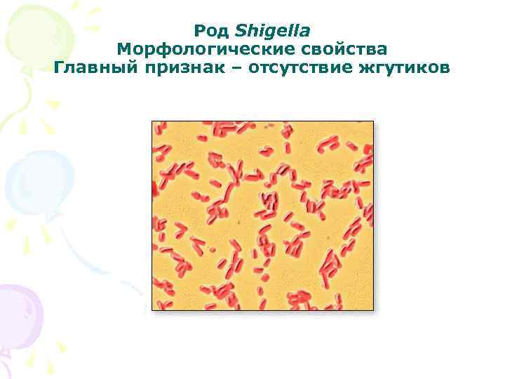 Род Shigella Морфологические свойства Главный признак – отсутствие жгутиков 