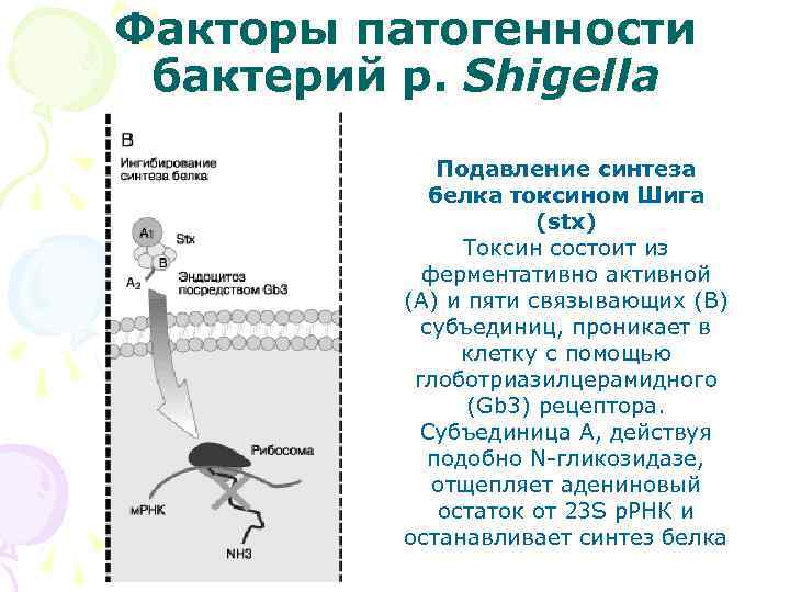 Факторы патогенности бактерий р. Shigella Подавление синтеза белка токсином Шига (stx) Токсин состоит из