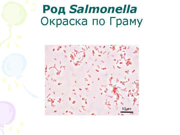 Род Salmonella Окраска по Граму 