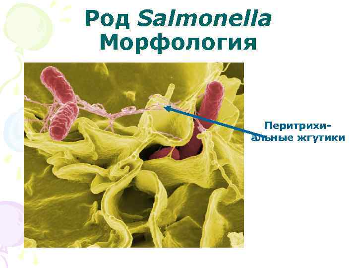 Род Salmonella Морфология Перитрихиальные жгутики 