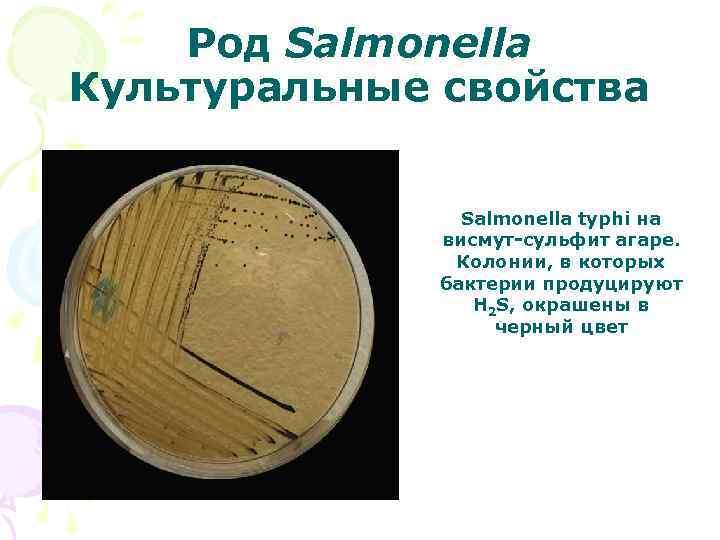 Род Salmonella Культуральные свойства Salmonella typhi на висмут-сульфит агаре. Колонии, в которых бактерии продуцируют