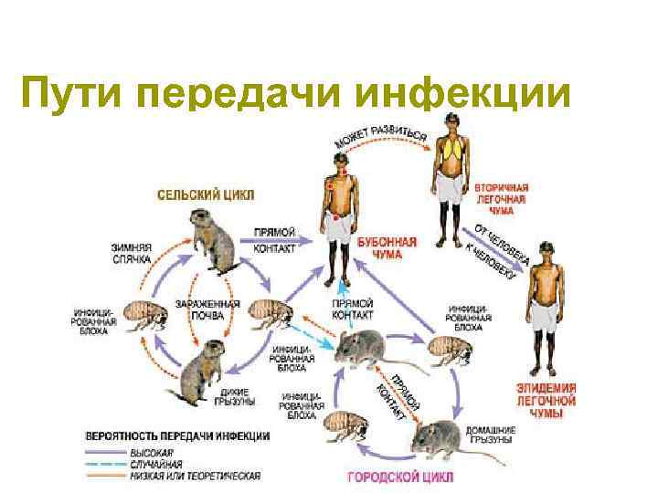 Пути передачи инфекции 