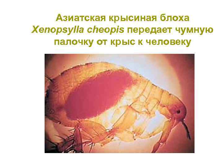 Азиатская крысиная блоха Xenopsylla cheopis передает чумную палочку от крыс к человеку 